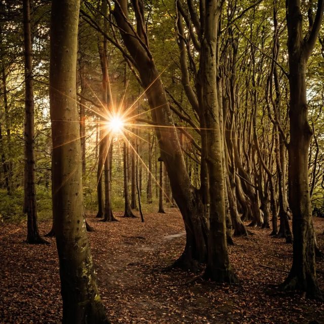 Spätsommer im #Märchenwald auf #Rügen 🍂😍  #fairytale #rügenliebe #inselrügen #forestvibes #germanroamers #wanderlust #weroamgermany #exploregermany #autumnvibes  @wirsindinsel 
@inselruegen