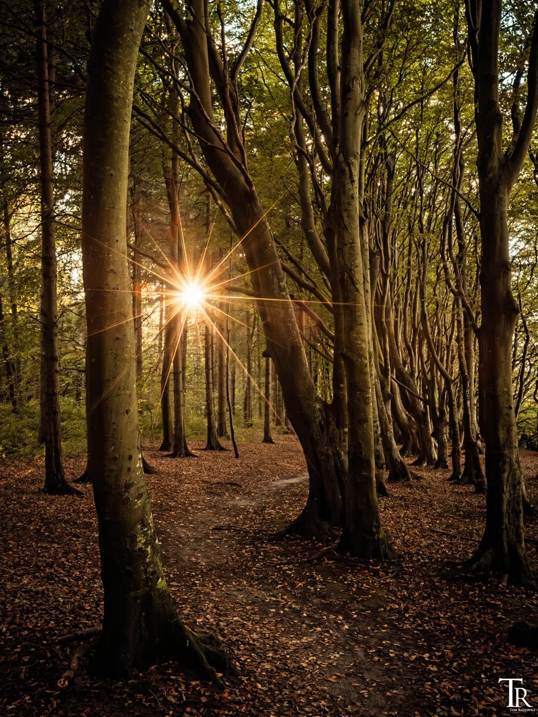 Spätsommer im #Märchenwald auf #Rügen 🍂😍 #fairytale #rügenliebe #inselrügen #forestvibes #germanroamers #wanderlust #weroamgermany #exploregermany #autumnvibes @wirsindinsel
@inselruegen
