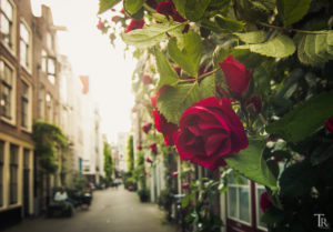 Mehr über den Artikel erfahren Amsterdam – Eine Stadt und ihre Klischees
