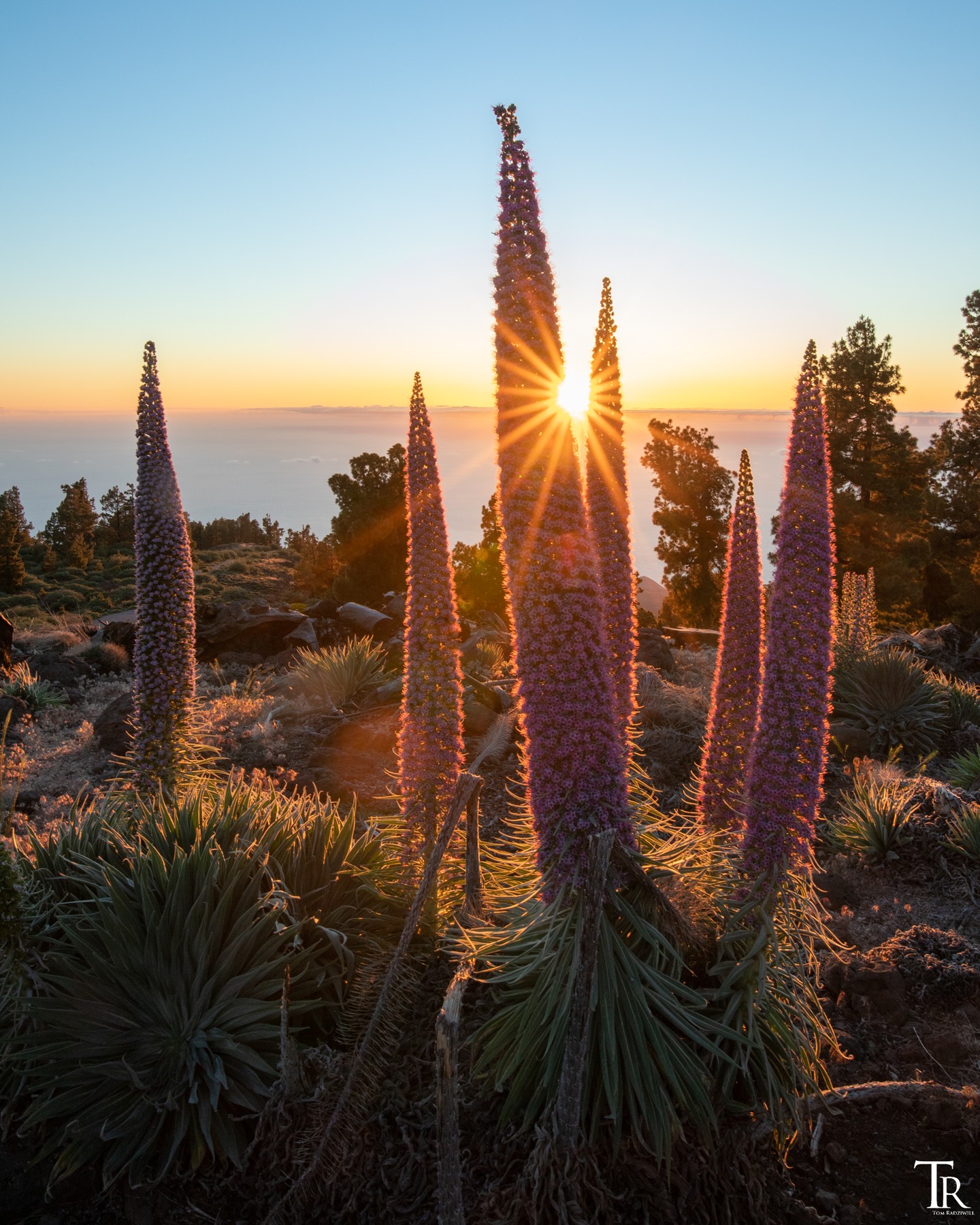 Die fantastischen und hohen Tajinasten auf La Palma. Diese auf La Palma endemischen Arten können 2-3 Meter hoch werden und blühen in einem relativ kurzen Zeitraum im Jahr, und dann auch noch auf über 2.000m Höhe. Sowohl tagsüber, als auch nachts oder zum Sonnenuntergang ein wunderbares Fotomotiv. 🌸🌞😎
.
.
.
.
.
#canaryislands #canarias #ig_canaryislands #ig_canarias #kanarischeinseln #chasinglight #nature_lovers #dawn #lapalma #tajinaste #moodygrams #eveningvibes #sunset_vision #wanderlust #landscape_lover #twilight #bestplacesonplanetearth #earthofficial #laislabonita #amazinglight #perfectmoment #colorsofthesky #lovemyjob #canaryislands #backlight #canon_photos #shotwithlove #wiesnernews #visitlapalma #eveningvibes
@lapalmaislabonitaoficial
