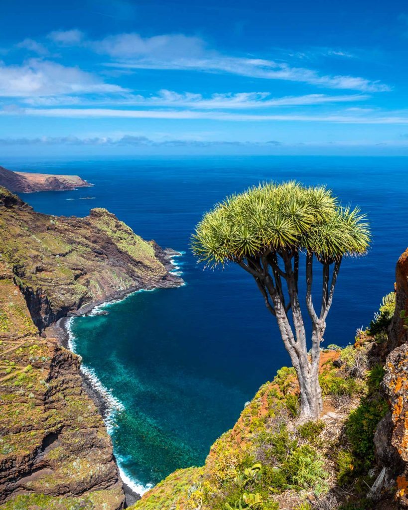 El Tablado Drachenbaum La Palma